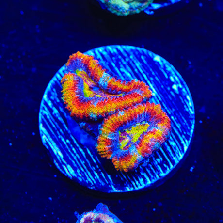 Rainbow Acan Coral