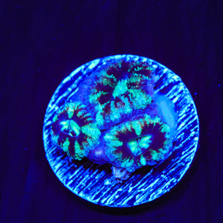 Ultra Acan Coral