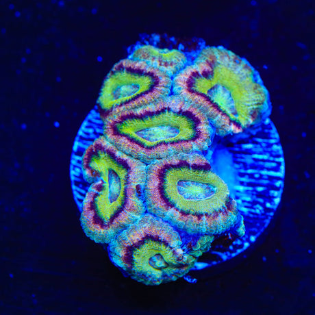 Ultra Deepwater Acan Coral