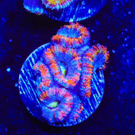 Rainbow Acan Coral