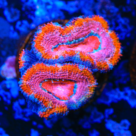 Rainbow Acan Coral