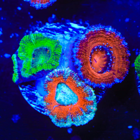 Rainbow Acan Coral