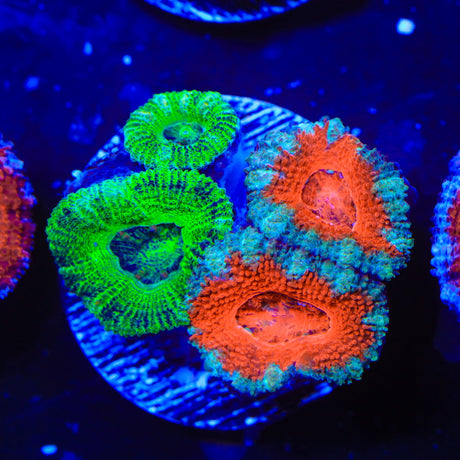 Rainbow Acan Coral