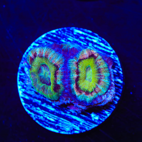 Rainbow Acan Coral