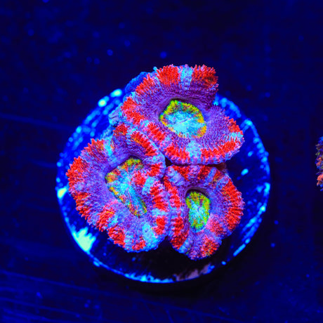 Rainbow Acan Coral