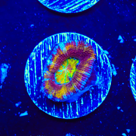 Rainbow Acan Coral