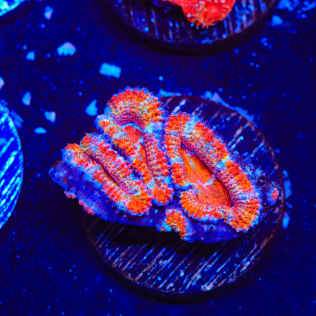 Rainbow Acan Coral