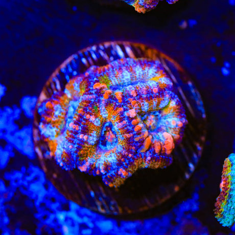 Rainbow Acan Coral