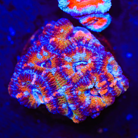 Rainbow Acan Coral