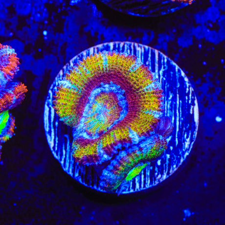 Rainbow Acan Coral