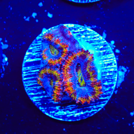 Rainbow Acan Coral