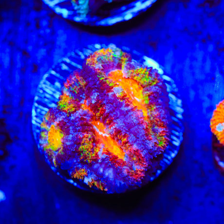 Rainbow Acan Coral