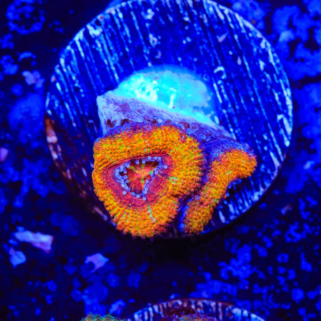 Rainbow Acan Coral