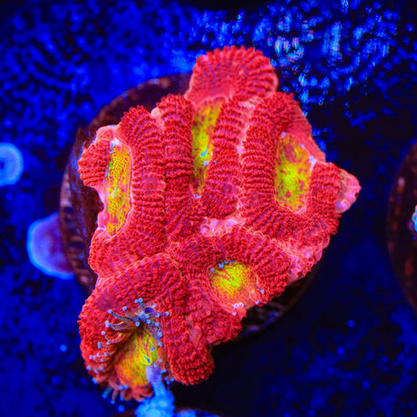 Rainbow Acan Coral