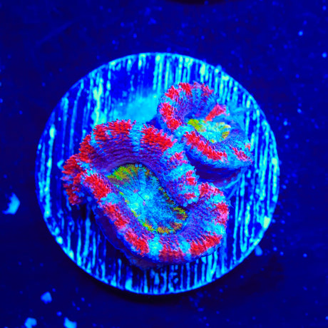 Rainbow Acan Coral