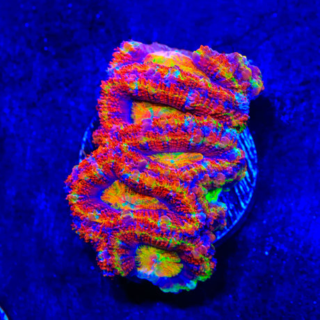 Rainbow Acan Colony Coral