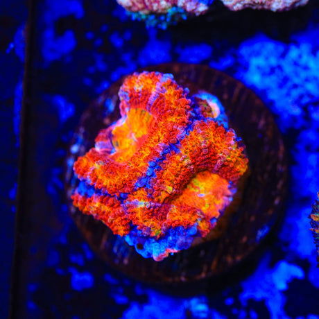 Rainbow Acan Coral