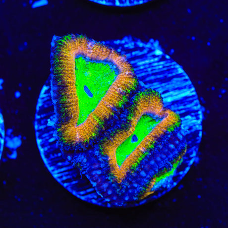 Rainbow Acan Coral