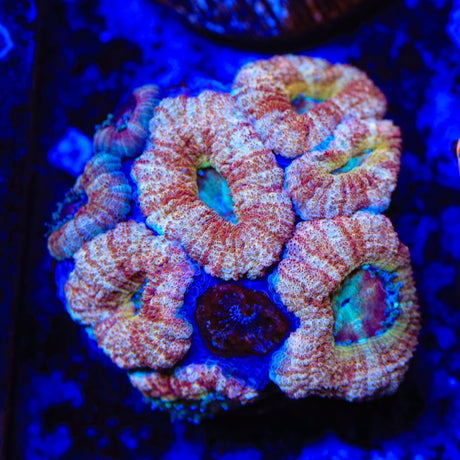 Rainbow Acan Coral