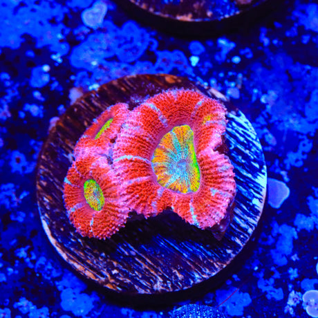 Rainbow Acan Coral