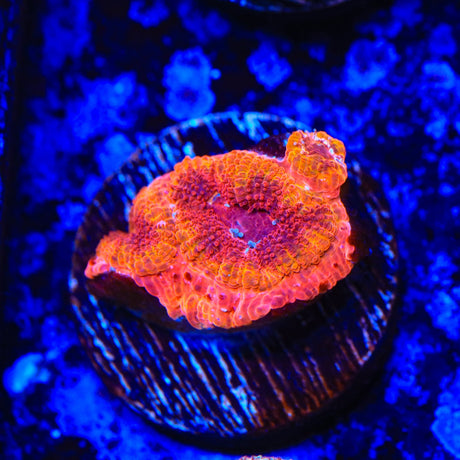 Rainbow Acan Coral