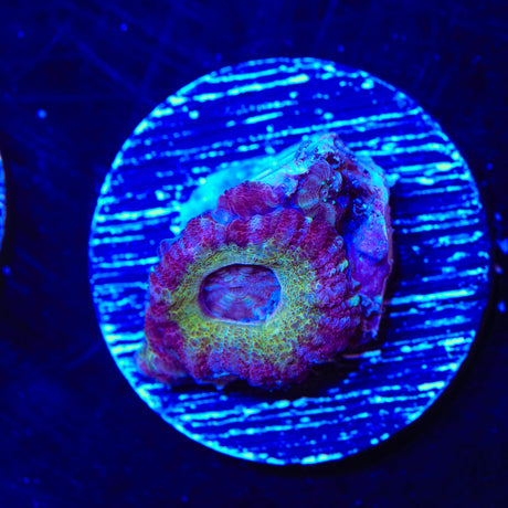 Rainbow Acan Coral