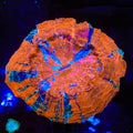 Ultra Rainbow Acanthophyllia Coral