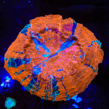 Ultra Rainbow Acanthophyllia Coral