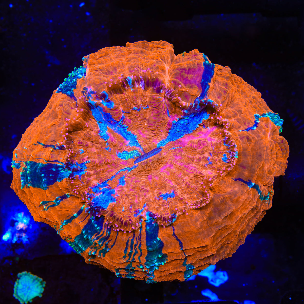 Ultra Rainbow Acanthophyllia Coral