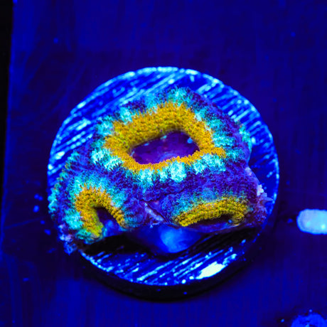 Gold Ring Acan Coral