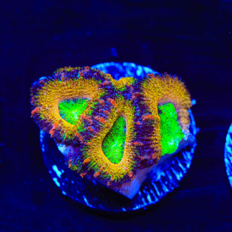 Rainbow Acan Coral