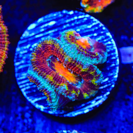 Rainbow Acan Coral