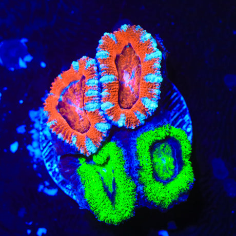 Rainbow Acan Coral