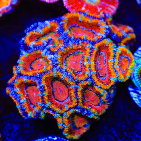 Rainbow Acan Coral