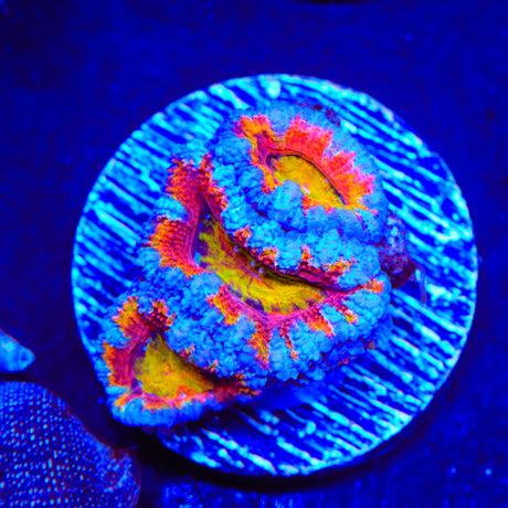 Rainbow Acan Coral