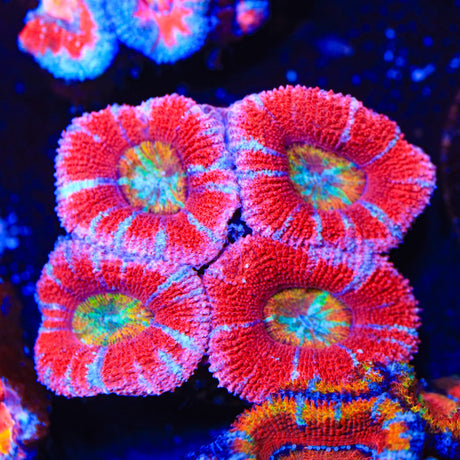 Rainbow Acan Coral