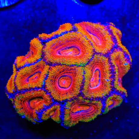 Rainbow Acan Colony Coral