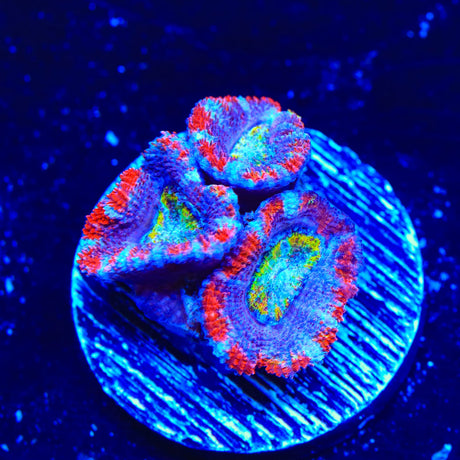 Rainbow Acan Coral