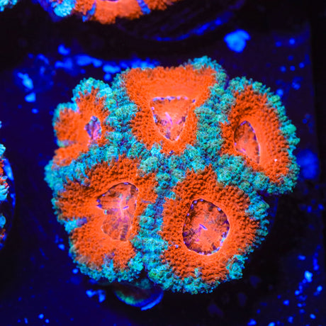 Rainbow Acan Coral