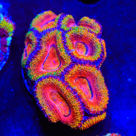 Rainbow Acan Coral