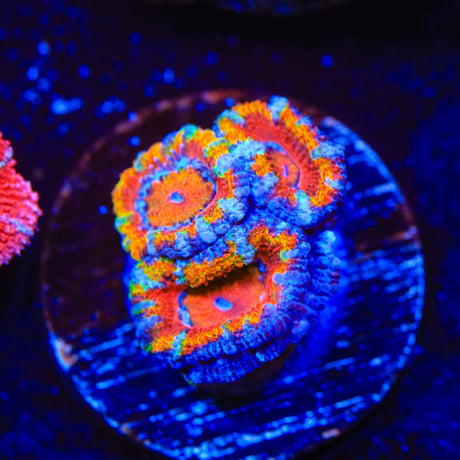 Rainbow Acan Coral