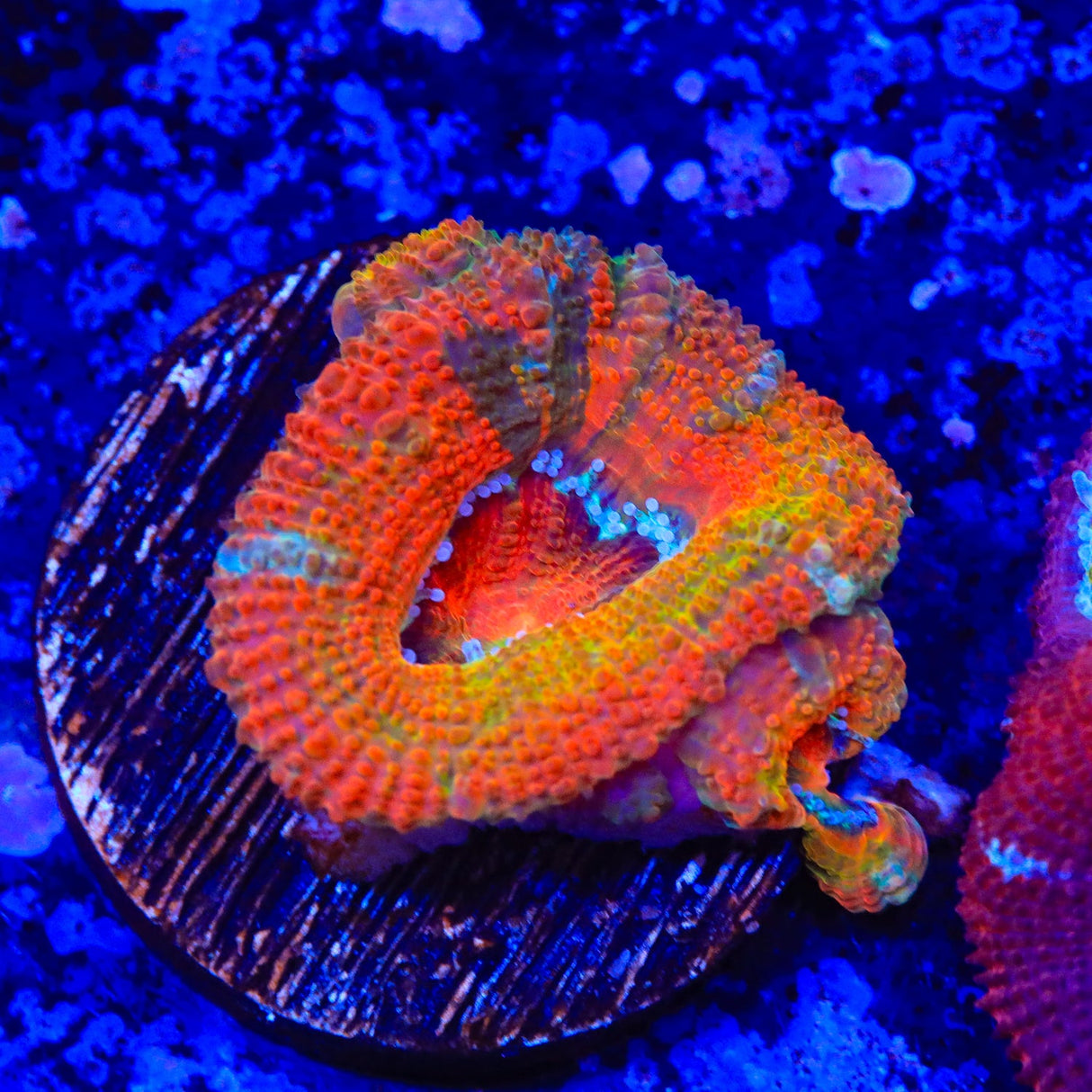 Ultra Orange Rainbow Acan Coral