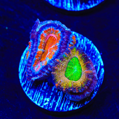 Rainbow Acan Coral