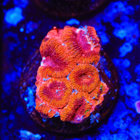 Rainbow Acan Coral