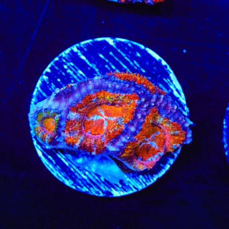 Rainbow Acan Coral