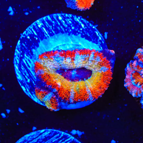 Rainbow Acan Coral