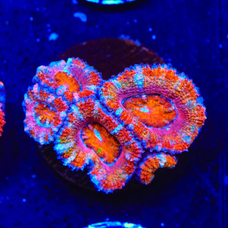 Rainbow Acan Coral