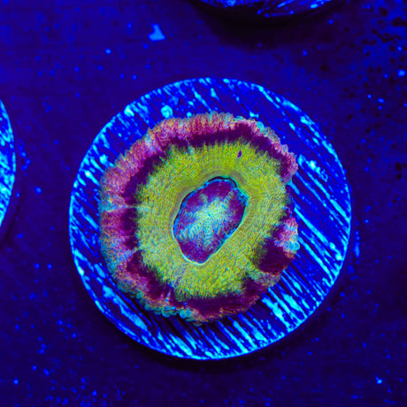 Ultra Deepwater Acan Coral