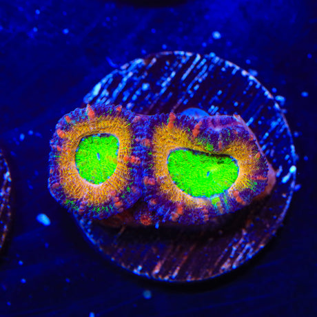 Rainbow Acan Coral