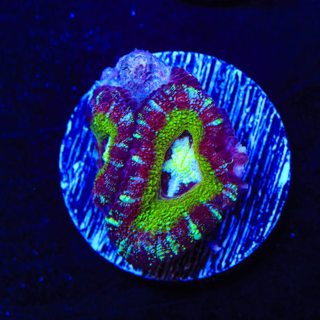 Rainbow Acan Coral